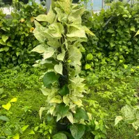 بزرگترین تولید کننده پتوس وگل آپارتمانی درخت میوه|گل و گیاه طبیعی|مشکیندشت, |دیوار