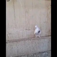 کبوتر بلندی ۲۵۰ تومان