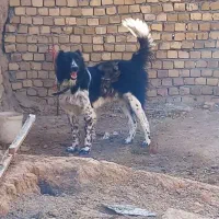سگ..توله..قهدرجونی نگهبان ۱۵ ماه ۶ انگشت