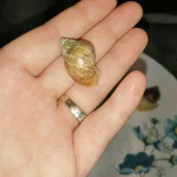 حلزون آلبینو آچاتینا|خزنده|قوچان, |دیوار