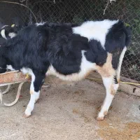 گوساله نر|حیوانات مزرعه|اندیکا, |دیوار