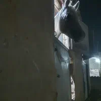 عرب مصری ۲سر|اسب و تجهیزات اسبسواری|نجفآباد, سعدی|دیوار