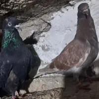 یک جفت کبوتر دمه تخم ،زاغوسرخ|پرنده|مینودشت, |دیوار