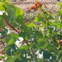 پیوندک یا ترکه