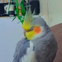 یه طوطی هلندی گم شده|حیوانات|اهواز, کوی کربن|دیوار