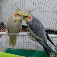 عروس هلندی|پرنده|صحنه, |دیوار