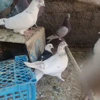 کفتر|پرنده|میبد, |دیوار