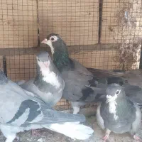 دمگیر