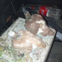 جوجه گلی پلنگ
