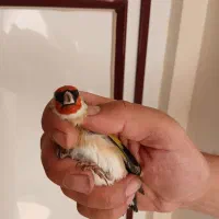 سهره طلایی|پرنده|ابهر, |دیوار