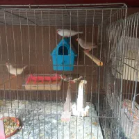 فنچ زبرا در رنگهای مختلف|پرنده|بابل, |دیوار