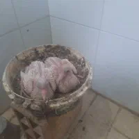 با سلام جوجه طوقی
