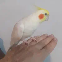 فروش عروس هلندی نر و ماده بالغ