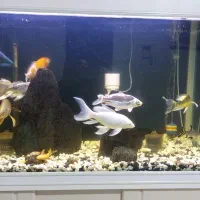 ماهی کوی|ماهی|تهران, کیانشهر|دیوار