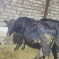 گوساله ماده گوشتی