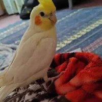 فروش عروس هلندی لوتینو دستی سخنگو|پرنده|لار, |دیوار