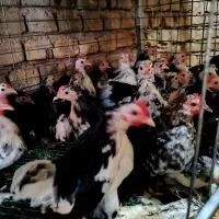 نیمچه کوشین خالدار و برهما غولپیکر رنگهای مختلف|حیوانات مزرعه|اصفهان, بوستان ناژوان|دیوار