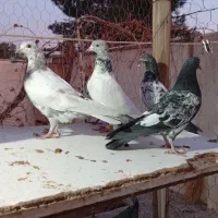 کبوتر جوجه،مفلق تیدی|پرنده|شاهینشهر, کوی مهدیه|دیوار