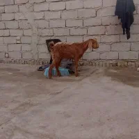 بز ماده|حیوانات مزرعه|زابل, |دیوار