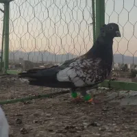 کفتر|پرنده|تربت‌حیدریه, باغ سلطانی|دیوار