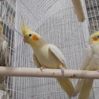 عروس هلندی حراج