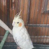 عروس هلندی|پرنده|خمینی‌شهر, |دیوار