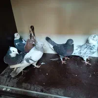 ۶ عدد کبوتر به قیمت مناسب|پرنده|ارومیه, |دیوار