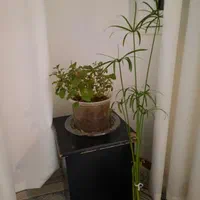 سوال