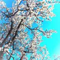 فروش باغ کنار جاده اصلی دینور کامیاران