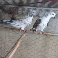 کفتر پرشی