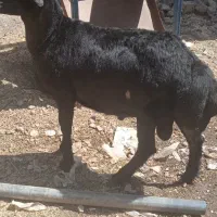 بره نر قره قزل