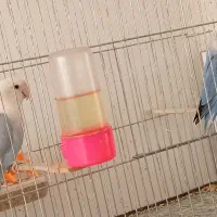 عروس هلندی کوتوله|پرنده|سبزوار, کهنه آب|دیوار