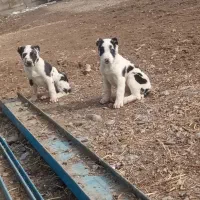 2تا توله فروشی