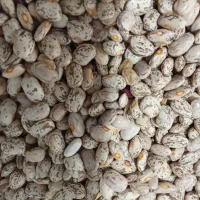 لوبیا چیتی|خوردنی و آشامیدنی|نیشابور, شهرک رضوی|دیوار