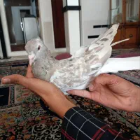 هفت رنگ دم سفید کاکل نر