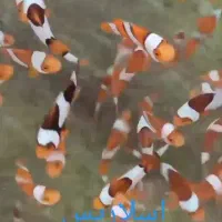 فروش عمده و خرده  دلقک آبشور