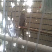 عروس هلندی ماده