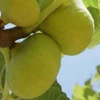 گل رز محمدی نهال انار انجیر نشاء درخت نهالستان قم