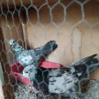 سوسکی|پرنده|نسیم‌شهر, |دیوار