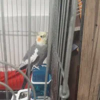 سه عددعروس هلندی بایک قفس 3500000هزارتومان.|پرنده|زنجان, |دیوار