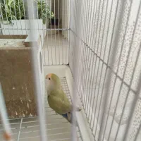 جفت برزیلی بالغ|پرنده|اصفهان, شفق|دیوار