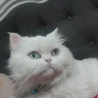 گربه پرشین صورت فلت چشم ابی احتمالا باردار باشد