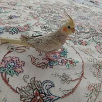 عروس هلندی