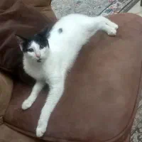 گربه های ملوس