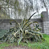 گل اگاو غول پیکر با کلی پاجوش ، رنگ ابلغ|گل و گیاه طبیعی|رامسر, |دیوار