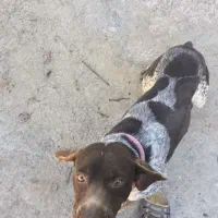 واگذاری سگ رایگان