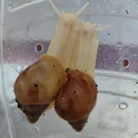 فروش حلزون آفریقایی