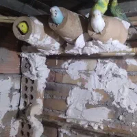 مرغ عشق سالم و سرحال