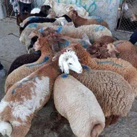 بایکبار خرید گوسفند زنده*مشتری همیشگی ما می شوید|حیوانات مزرعه|تهران, یوسف‌آباد|دیوار