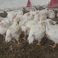 کارگر مرغداری